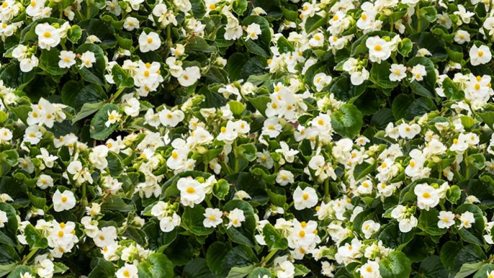 Presentaron en Japón una begonia desarrollada con germoplasma nativo argentino