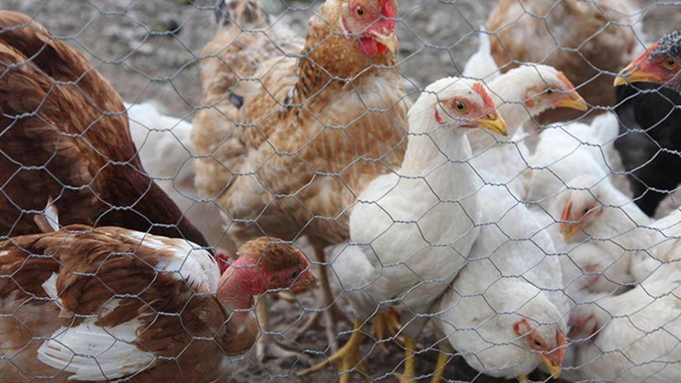 Gripe Aviar: extremarán controles para evitar impacto en las exportaciones