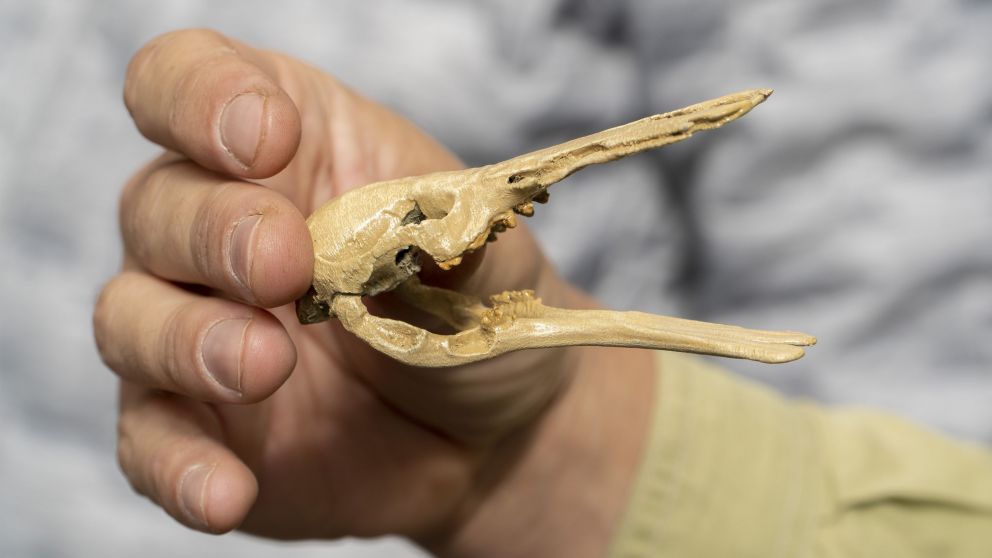 El hocico constituye un órgano muy sensible con el que detectan larvas de insectos y caracoles acuáticos