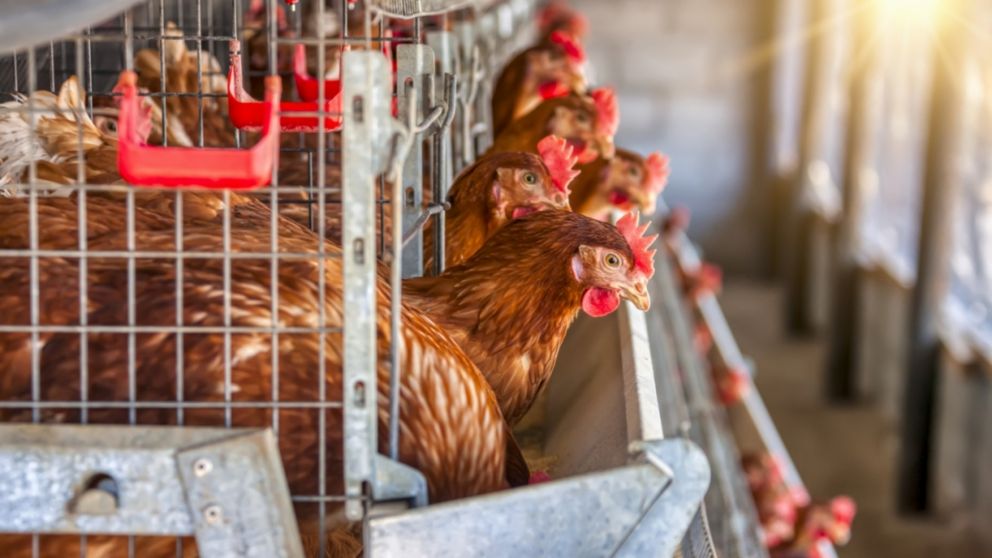 Alerta por detecci�n de gripe aviar en Jujuy 