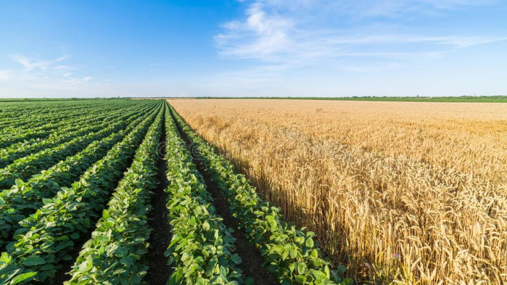 Alivio al campo: se esperan lluvias para la segunda quincena