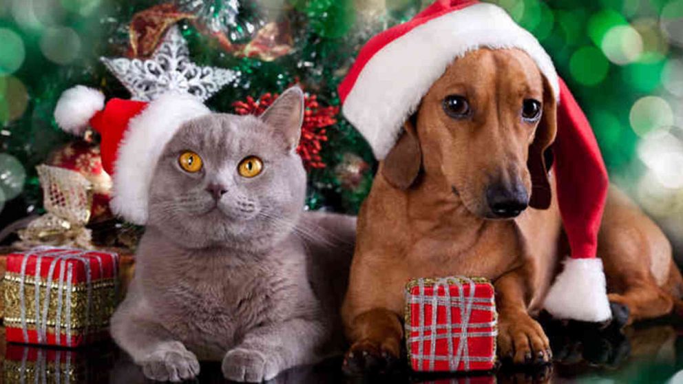 Animales en las fiestas: Navidad y Año Nuevo