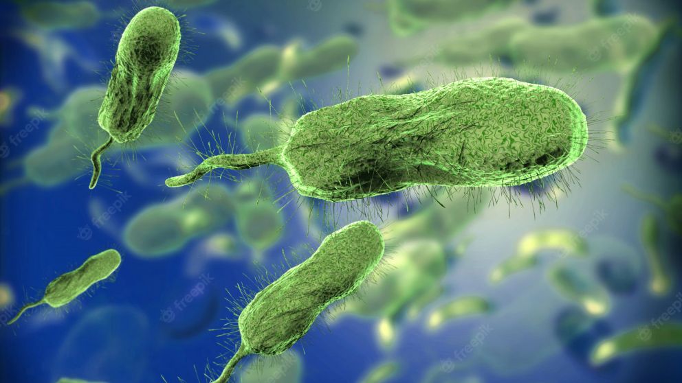 La bacteria genera sepsis, shock y fallo de los órganos