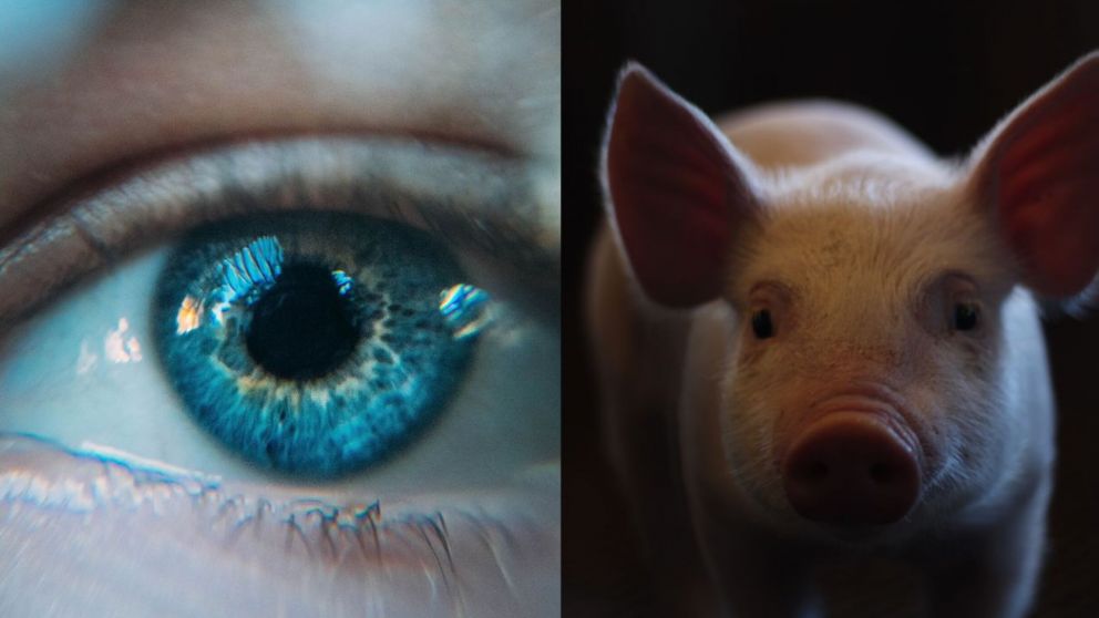 Los científicos descubrieron como recuperar la visión con el colágeno de cerdos