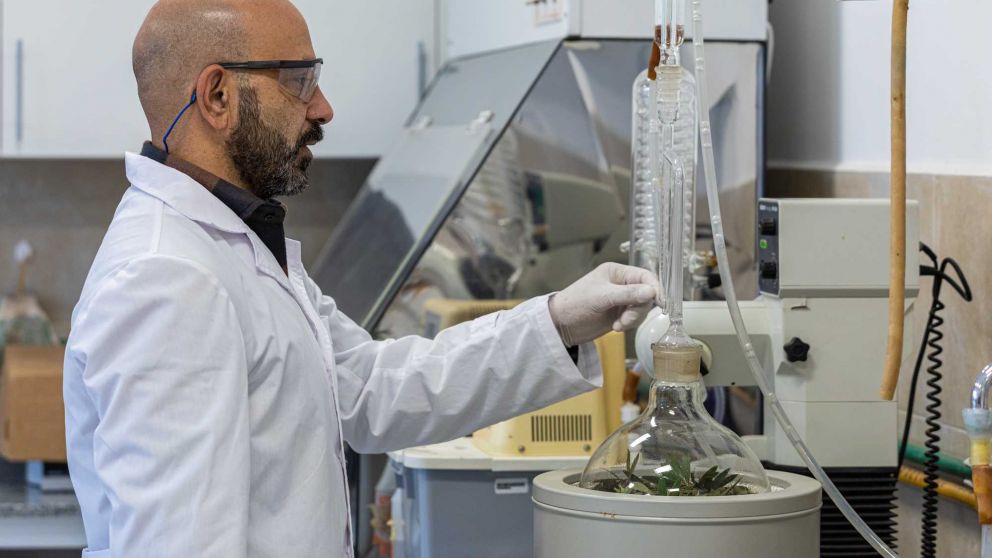 Crean la empresa de base tecnológica Cannabis Conicet