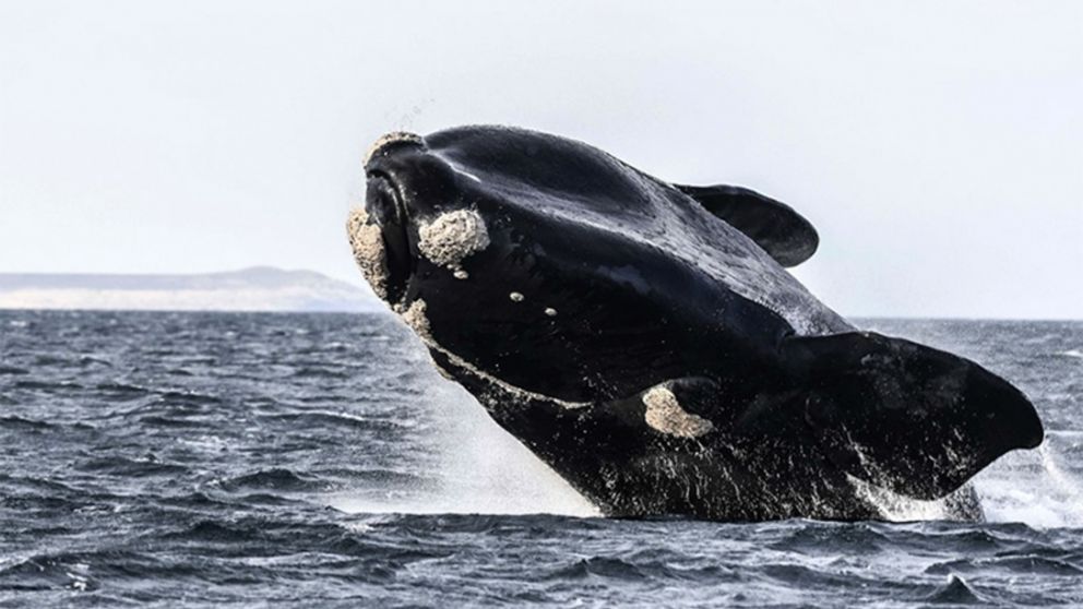 Las algas pudieron ser las causantes de la muerte de las ballenas