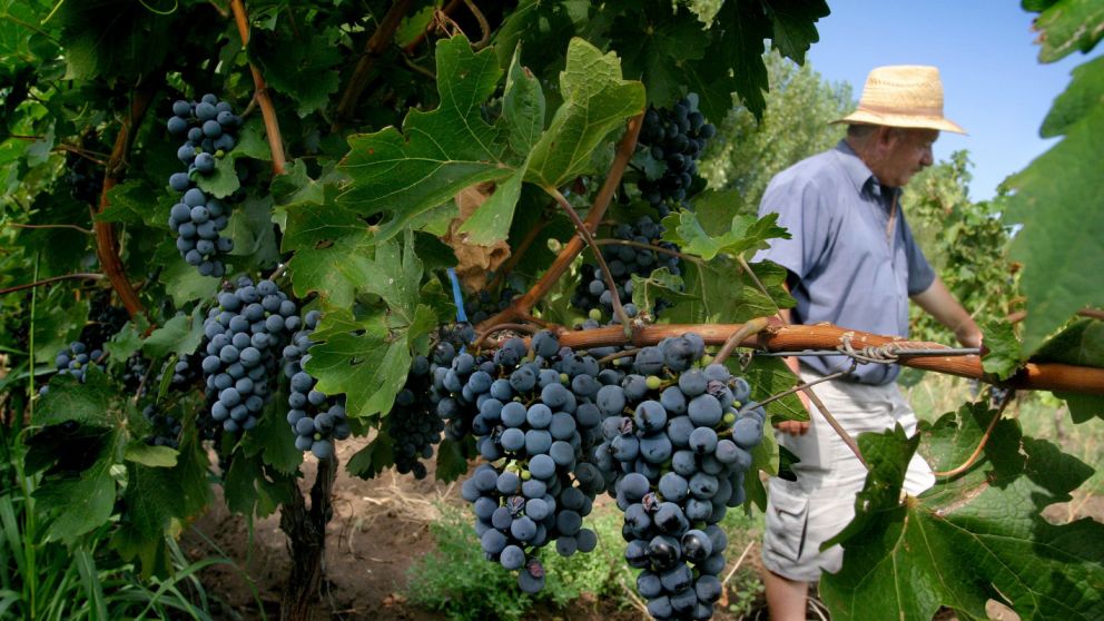 El sector vitivin�cola, afectado por el cambio