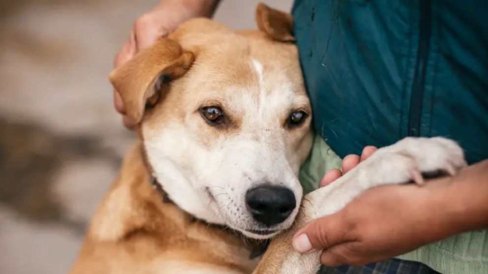 Día Mundial del Perro Adoptado, ¿por qué se celebra?