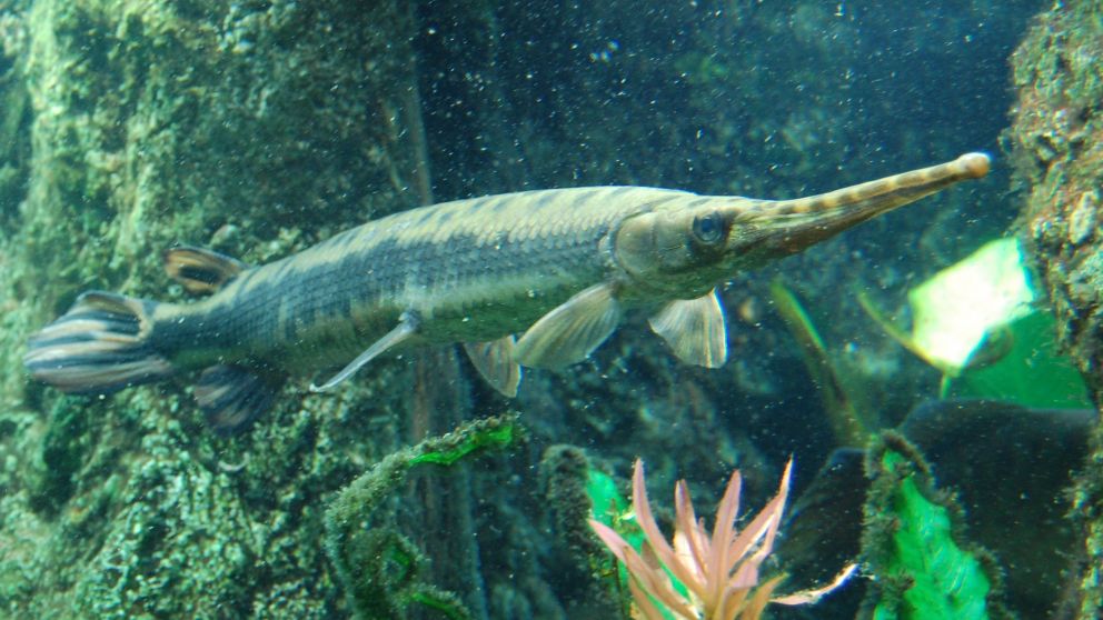 El pez "monstruo" es una amenaza feroz para el lago chino