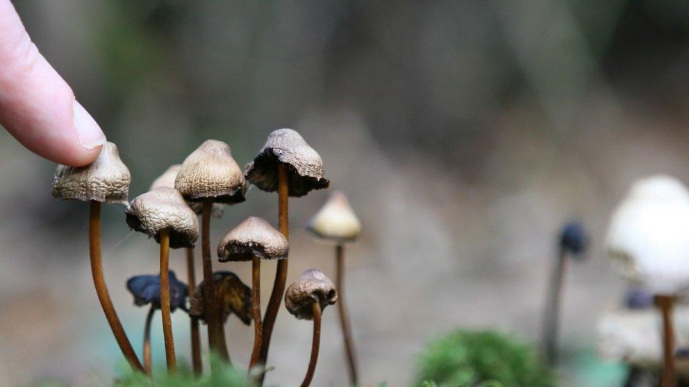 "La gente realmente ha cambiado de alguna manera", afirmó Michael Bogenschutz, autor del estudio