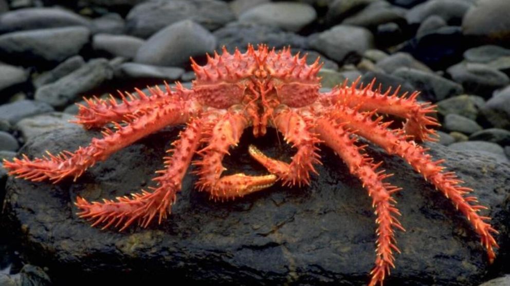 Los nuevos objetivos de Newsan: centolla y centollones