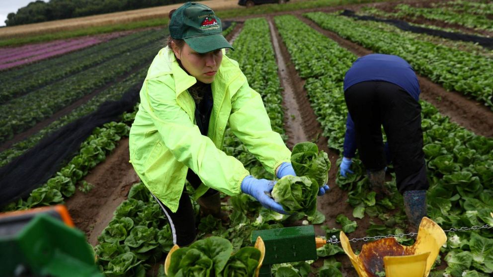 Alrededor del 40% de los encuestados por la NFU perdieron cosechas por la falta de mano de obra