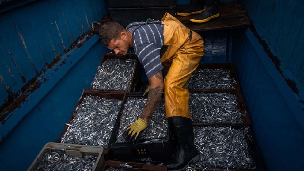 El sector pesquero liquidará más de USD300 millones en los próximos 45 días