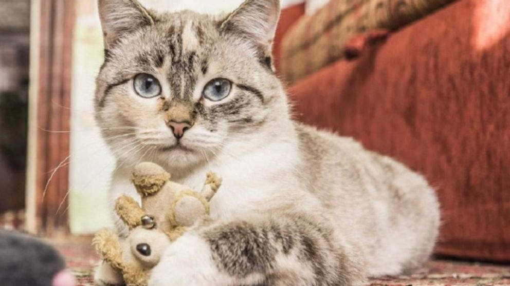 D�a del gato, las enfermedades que transmite con sus u�as