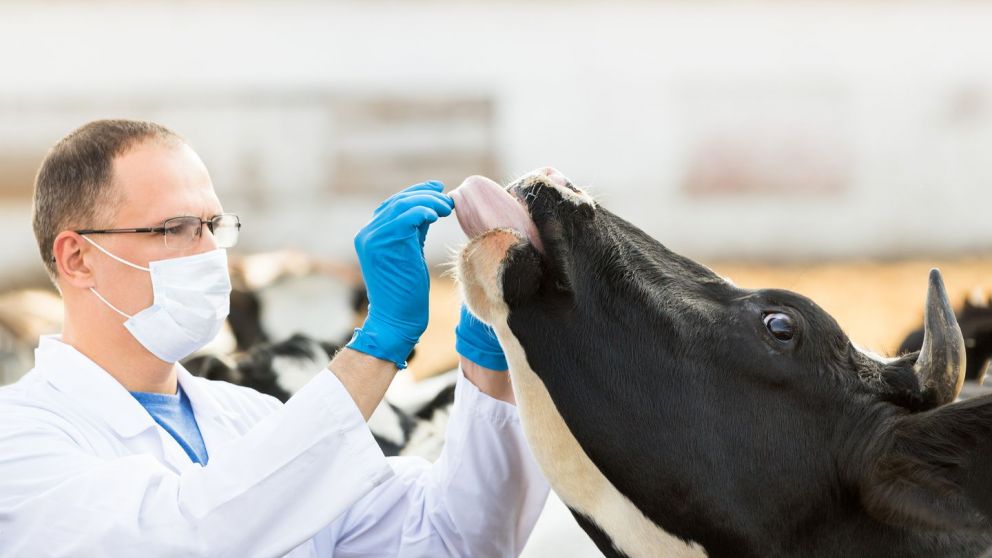 Establecen Sistema Único de Registro para veterinarios privados: cómo funciona