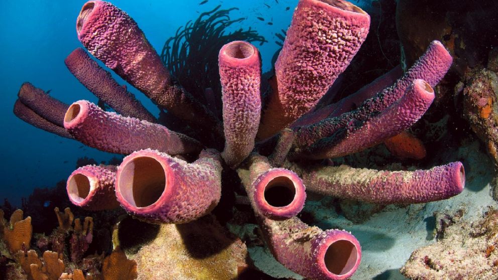 Las esponjas marinas producen moléculas que permiten lidiar con diversas enfermedades