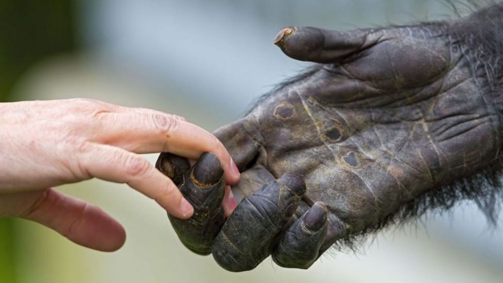 La viruela del mono ya se registró en 71 países
