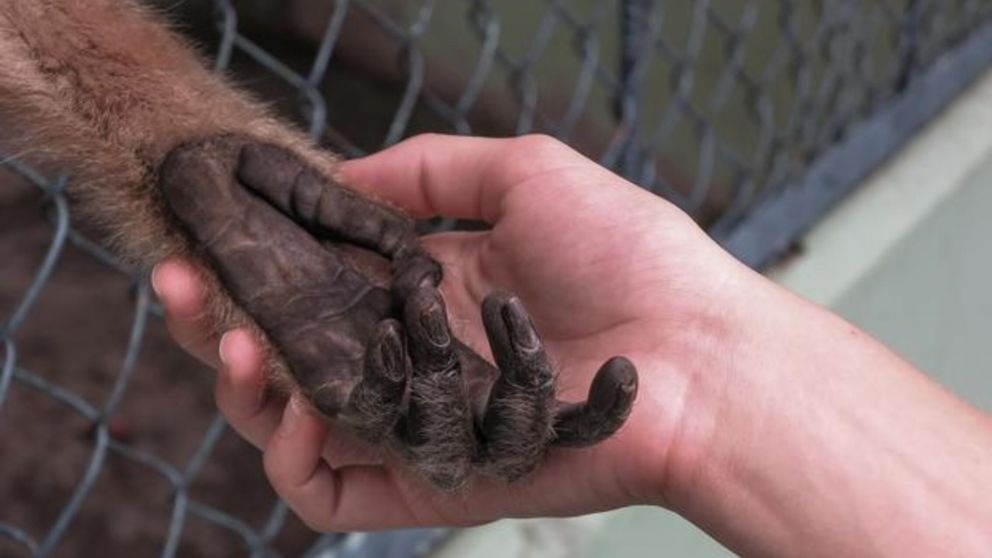 Aumentaron los casos de viruela del mono en Argentina