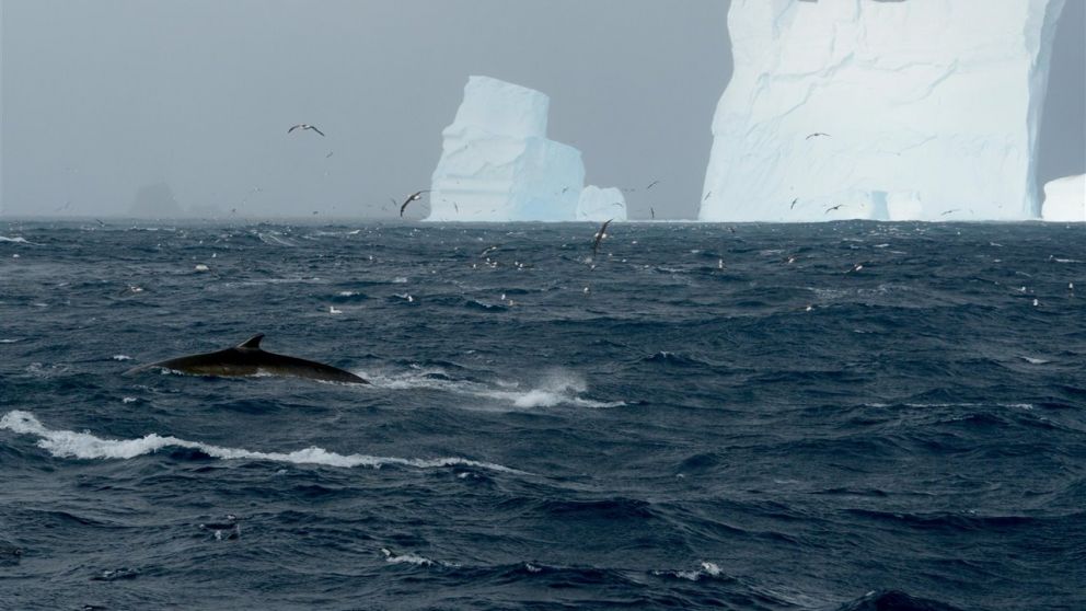 La vuelta de las ballenas es muy importante para el ecosistema antártico