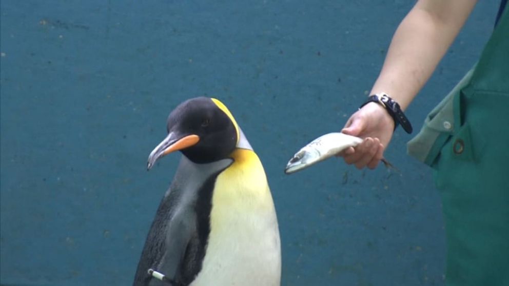 Los pingüinos de Japón escupen el pescado o corren el pico para no comerlo