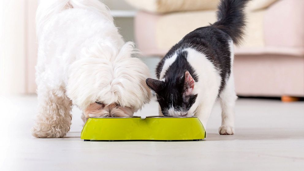 Los perros y gatos ahora también pueden acceder a un plan de medicina prepaga