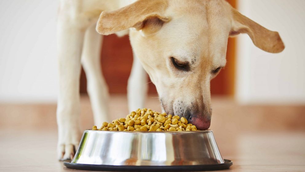 Advierten por escasez de comida de perro importada