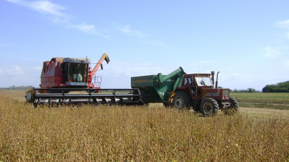 A diferencia de la soja, la cosecha del grano amarillo continúa en marcha