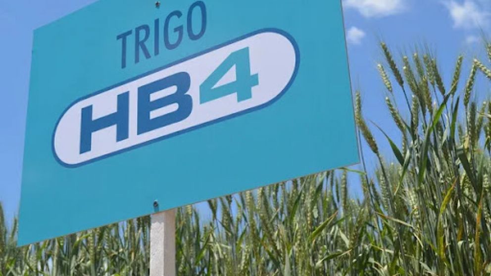 Brasil aprobó trigo transgénico tolerante a la sequía desarrollado por la firma argentina Bioceres