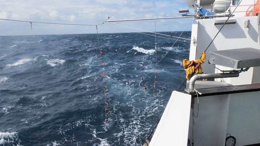 Argentina denuncia pesca ilegal en las Georgias del Sur