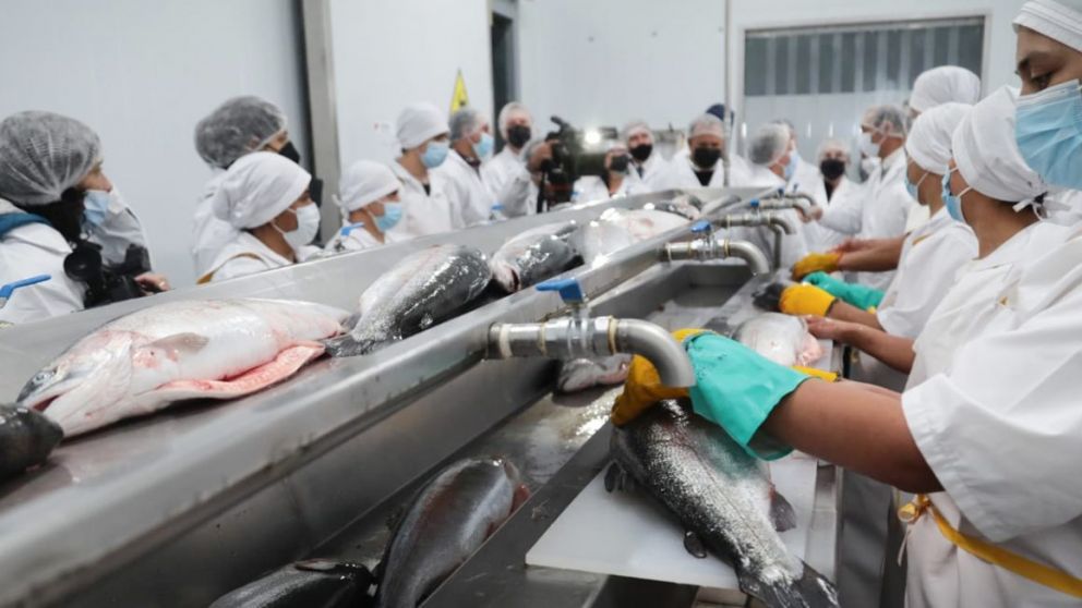 Tras invertir 22 millones de dólares, grupo local empieza a exportar truchas a Japón