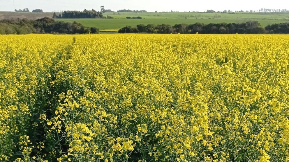 El grupo franc�s Ragt se qued� con el control total de la semillera argentina Tobin