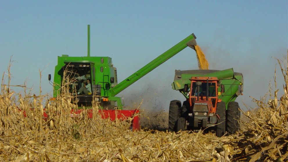 En el ciclo anterior, la cosecha de maíz fue de 50 millones de toneladas