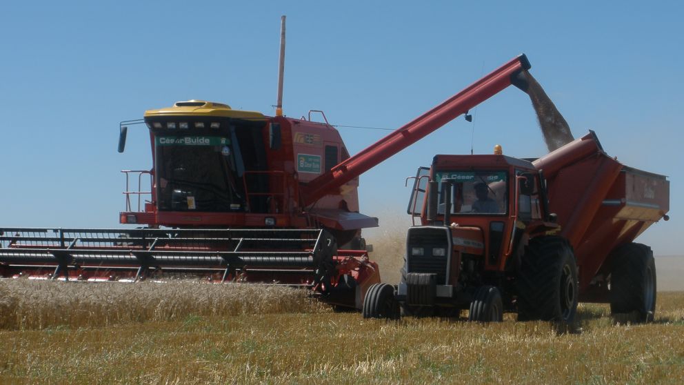 El área del cultivo será de 7 millones de hectáreas