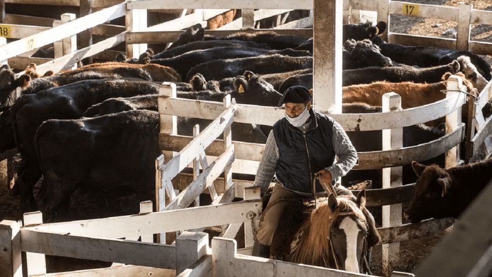 El Mercado de Hacienda dejó de funcionar en su sede ubicada en Mataderos y comenzará con sus actividades desde la semana próxima en Cañuelas