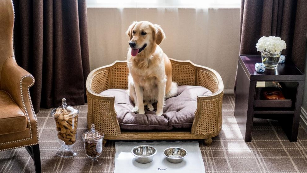 Los perros reciben kits de bienvenida