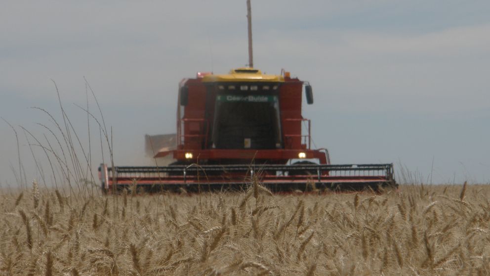 El trigo ganó casi 10 dólares en Chicago