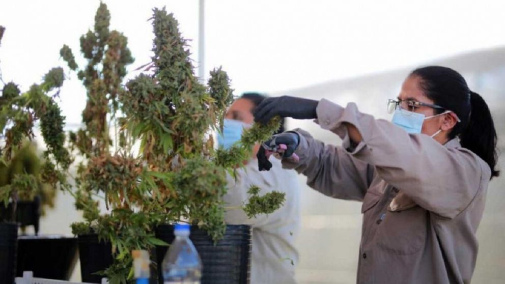 La ley apunta a regular el mercado de aceite cannábico y otros subproductos de la marihuana