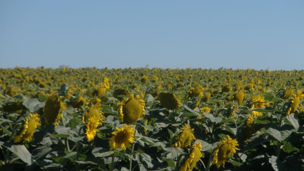 La cosecha de la oleaginosa fue de 2,7 millones de toneladas