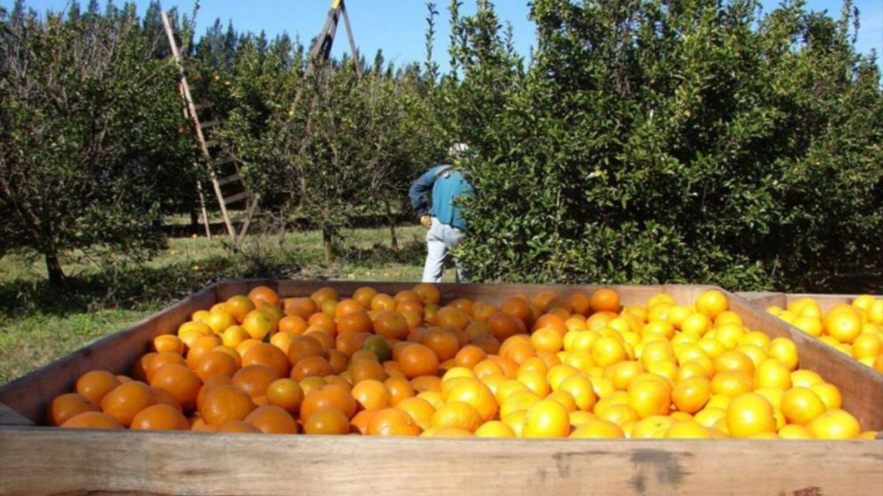 El área citrícola de Corrientes, una de las regiones a potenciar