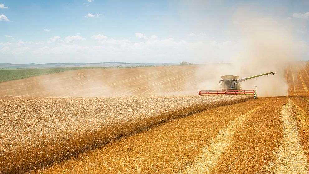 Los productores empiezan a pasar del trigo a la soja