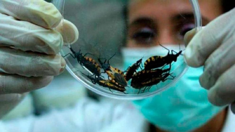 Día mundial del Chagas, convocan a tomar conciencia sobre esta enfermedad