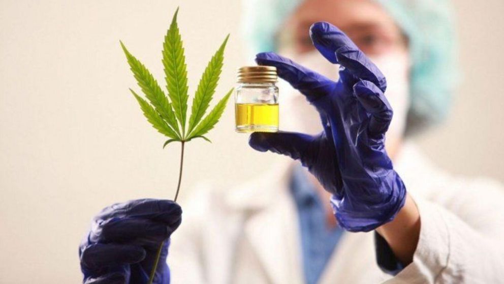 Reunión clave para avanzan en programa sobre cannabis medicinal