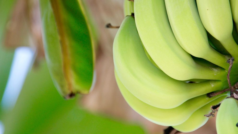 Se desplomó el precio de las bananas y aún así no hay nadie que las compre