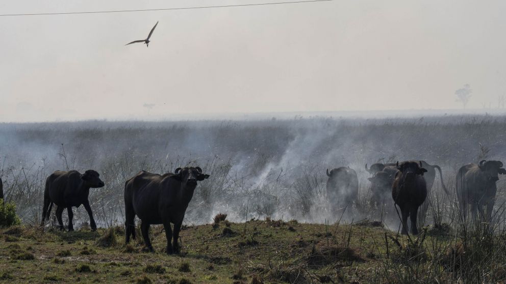 Ocho focos permanecían todavía activos en Corrientes