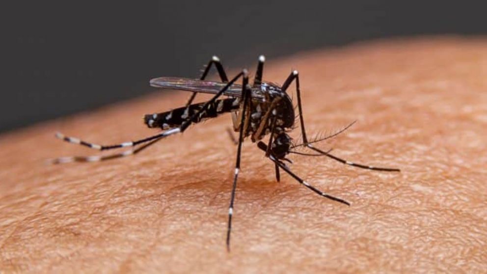 Avance de contagios por dengue en Perú