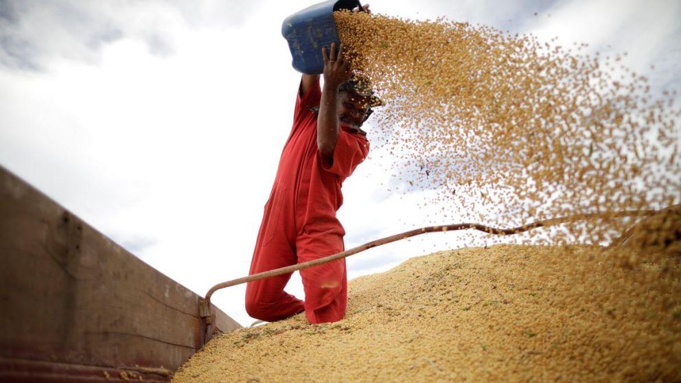 China importa anualmente unos 100 millones de toneladas de soja para alimentar a su ganado
