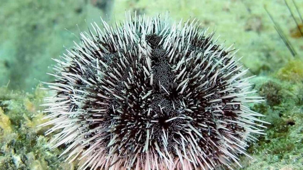 El tratamiento fue aprobado por el Departamento de Bromatología de Chubut