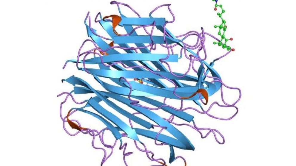 Descubren una molécula del sistema inmunitario que bloquea cualquier variante del Covid
