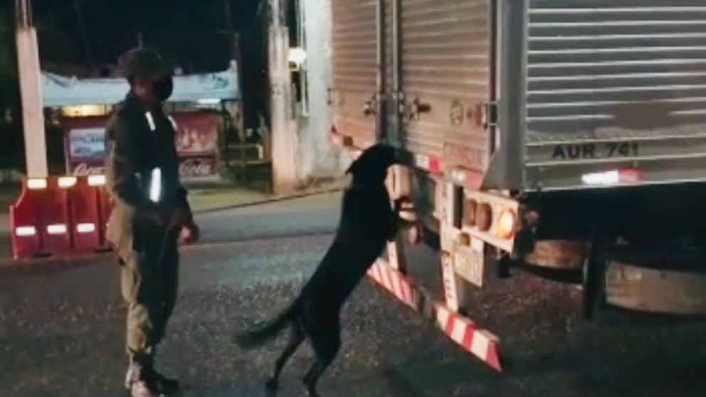 Un perro detector de narcóticos confirmó la presencia de cannabis