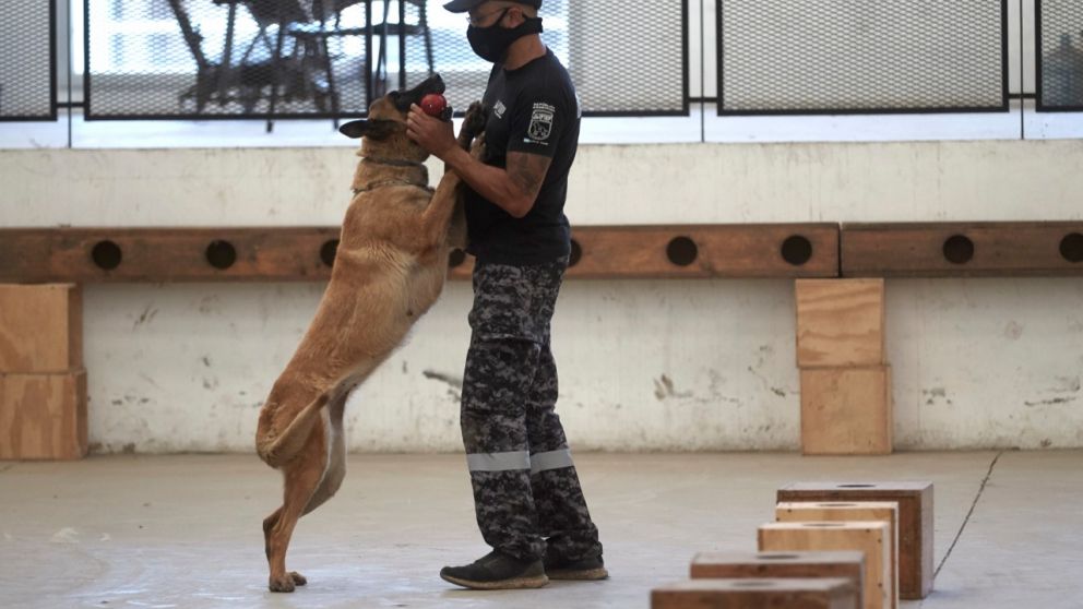 El centro de perros entrenados de la Afip capacitará a las aduanas de la región